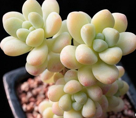 天使之泪多肉植物