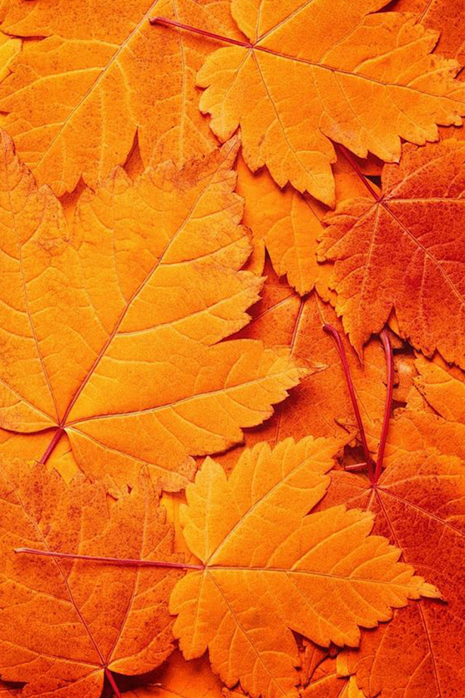 08:16:07【橙色】orange小清新系列-花果x°577070543同采自www