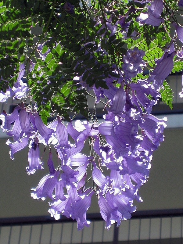 蓝花楹学名jacarandamimosifolia是紫葳科蓝花楹属的植物分布在阿根廷