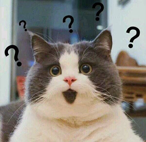 猫咪表情包猫表情包