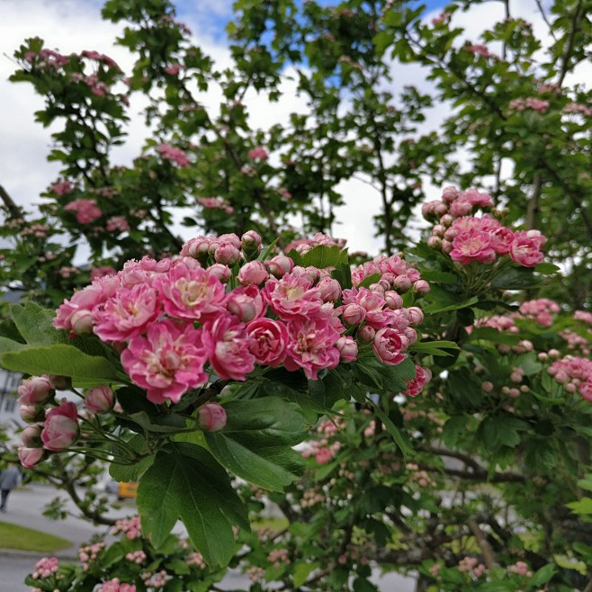 46红花山楂树庭园树5月下挪威奥斯陆