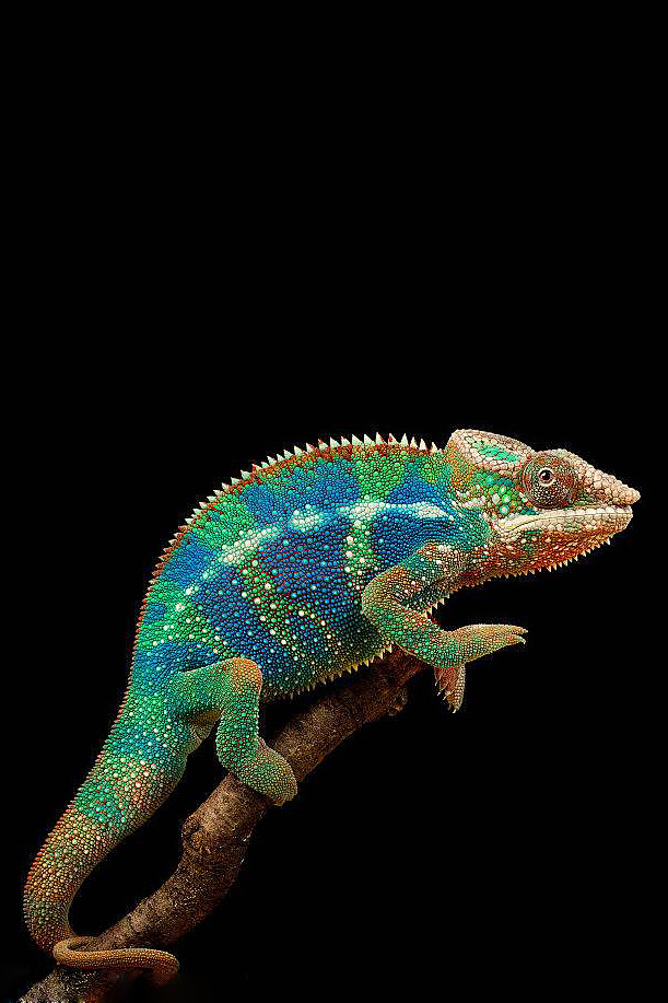 蜥蜴目避役科避役属变色龙