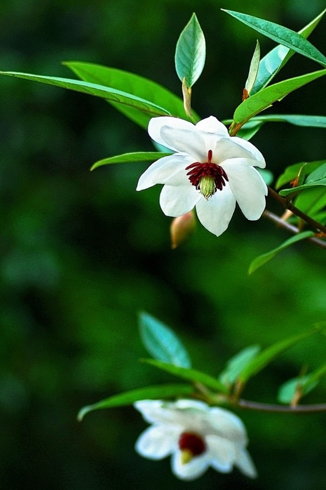 西康玉兰,小名"天女花",宛若仙子,美丽非凡.