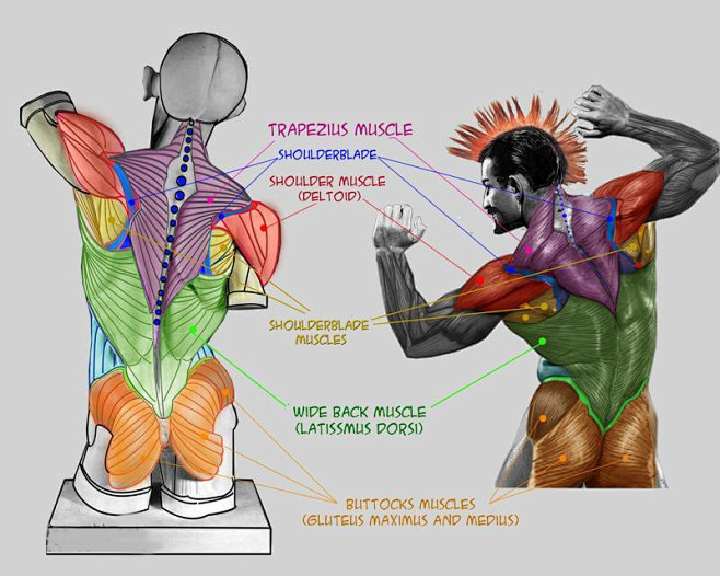 參考素材雕塑及人體結構素材建模必備的人體結構參考圖軀幹肌肉與骨骼