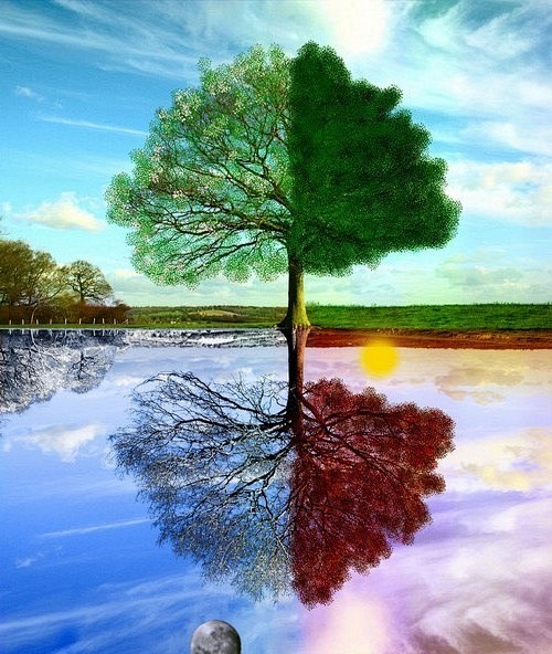 一棵树的春夏秋冬这是摄影师用四张照片拼接而成的