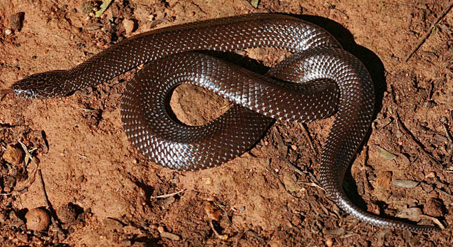 开普狼蛇lycophidioncapense