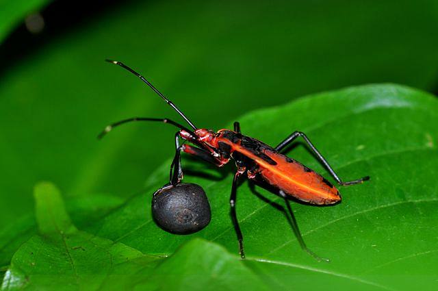 巨红蝽喜食野果秋季果食充足是繁殖的好时光