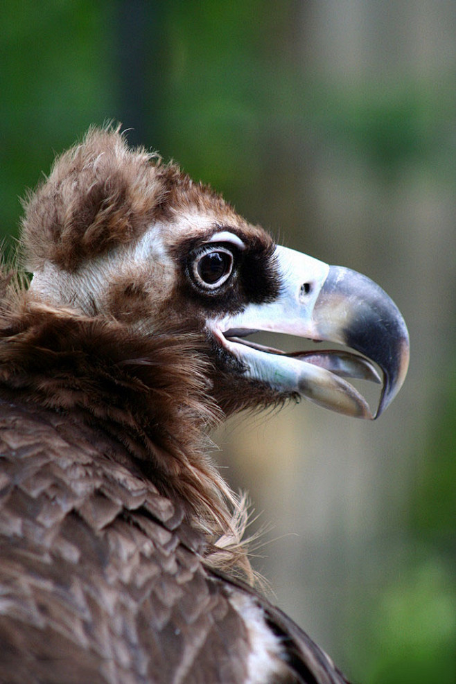 鹰形目鹰科秃鹫属秃鹫
