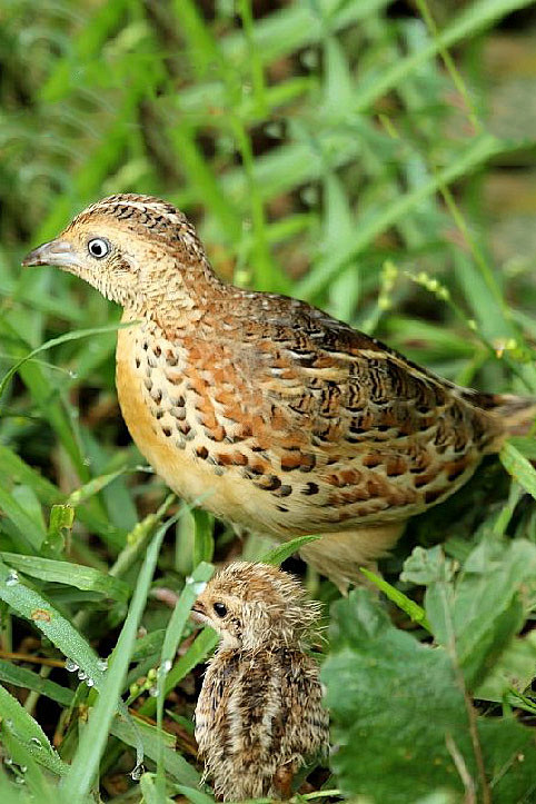 鸻形目三趾鹑科三趾鹑属林三趾鹑