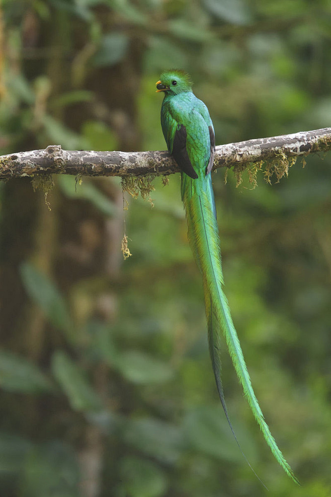 咬鹃目咬鹃科绿咬鹃属凤尾绿咬鹃