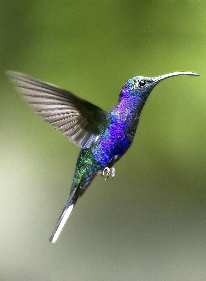 蜂鸟目蜂鸟科刀翅蜂鸟属紫刀翅蜂鸟