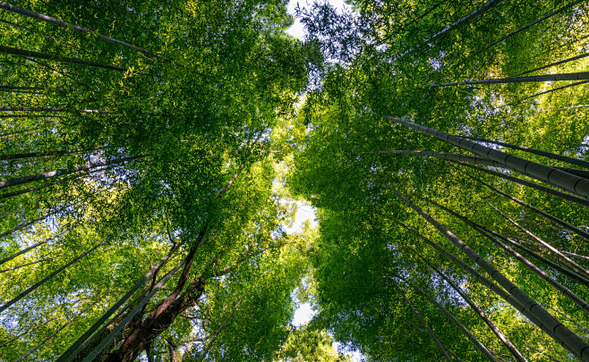 绿荫