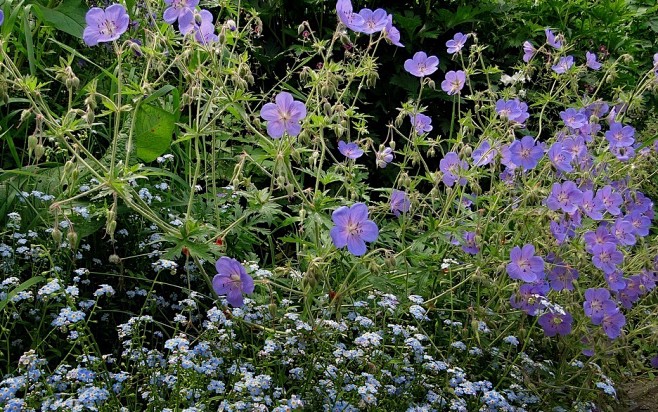 geraniumhimalayense大花老鹳草