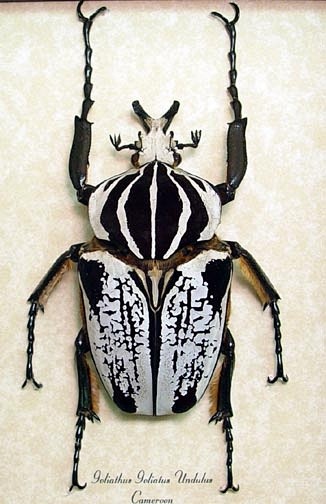 goliath beetle图片
