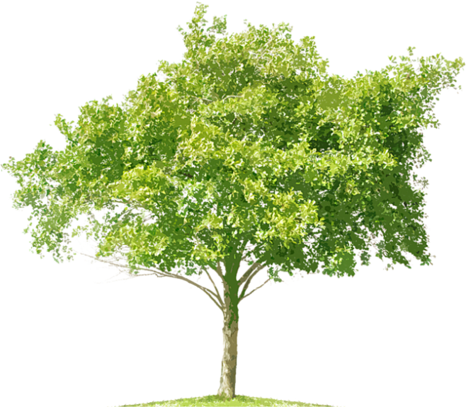 免抠大树png图片素材