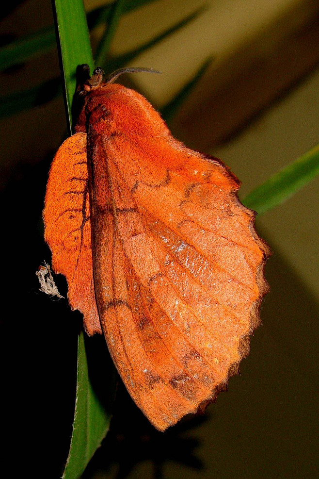 鳞翅目蚕蛾总科枯叶蛾