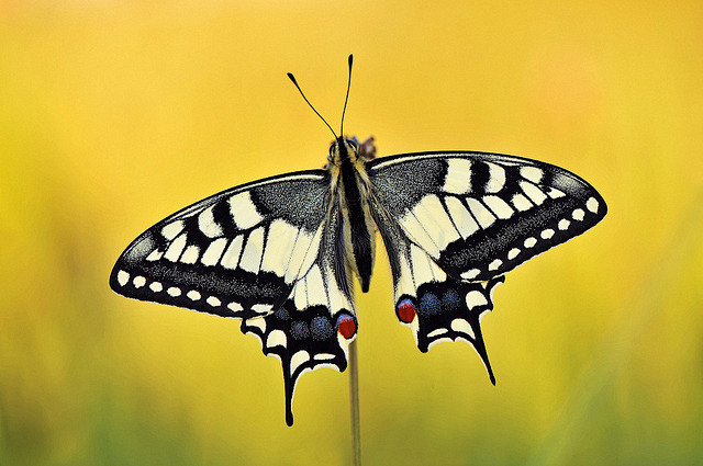 simonenoll漂亮的蝴蝶摄影作品2设计之家