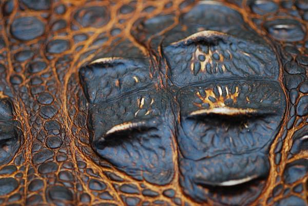 爬行动物鳞片之美鲜艳蛇鳞启发早期艺术