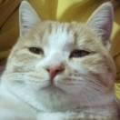 老王的猫
