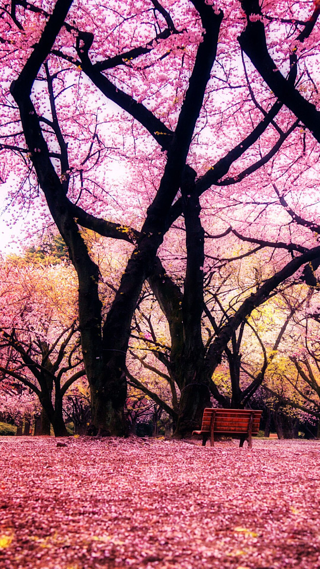 樱花飞舞的日子5