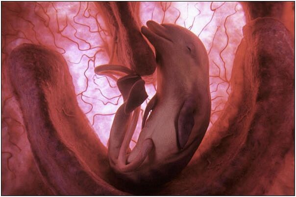 10张动物宝宝还在妈妈子宫里的珍贵照片分别来自海豚大象虎鲨企鹅吉