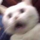 啷个哩个啷000