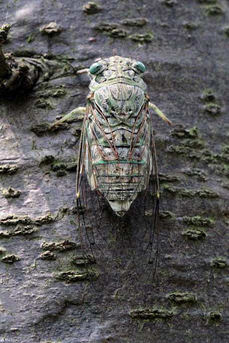 同翅目蝉科蝉属蛁蟟