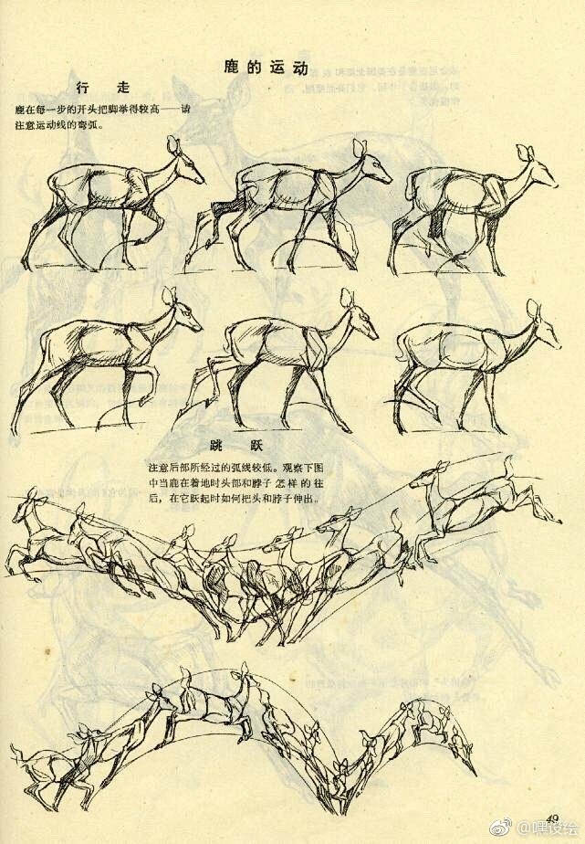 鹿的身体结构与画法动物解剖学转需67676767