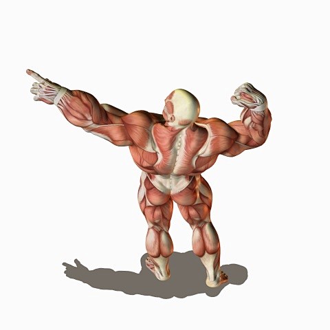 posemaniacs03ボディビル