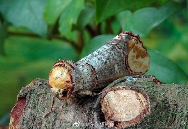 圆掌舟蛾phalerabucephala伪装成断枝茬子拟态界真是一山更比一山高