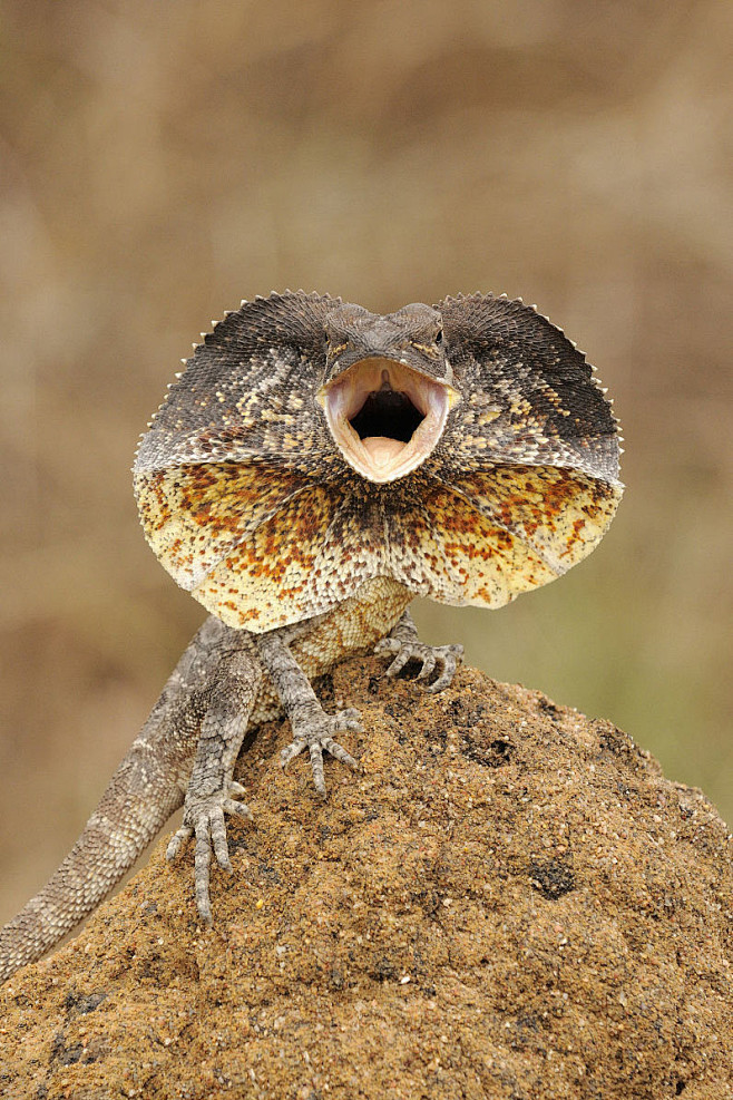蜥蜴目鬣蜥亚目鬣蜥科飞伞蜥伞蜥