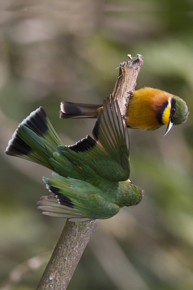 佛法僧目蜂虎科蜂虎属红胸蜂虎