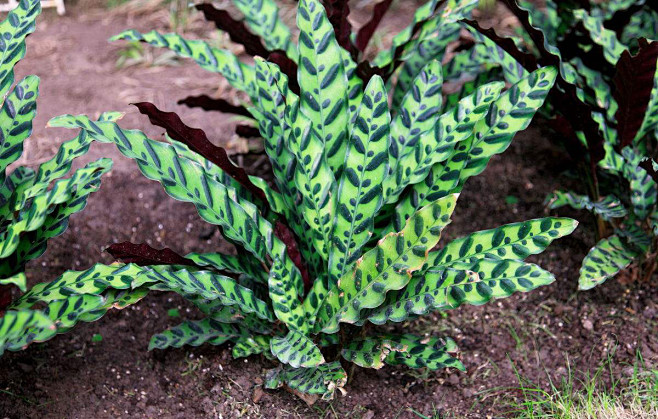 92箭羽竹芋别名披针叶竹芋花叶葛郁金紫背肖竹芋叶长可达50cm叶背红色