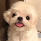 小神仙-