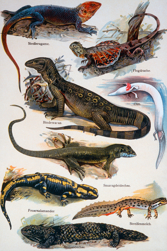 蜥蜴种类的名称和图片图片