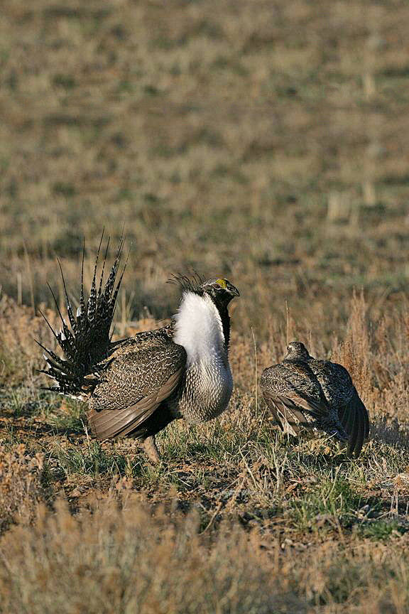 鸡形目雉科艾草松鸡属艾草松鸡