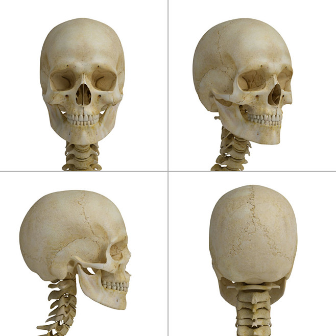 人体头骨骷髅高清图片