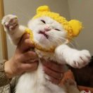小鱼干和猫薄荷