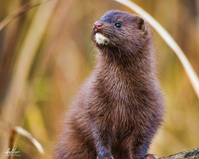 american mink