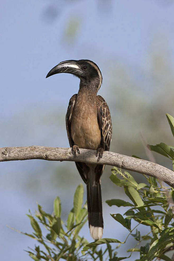 犀鸟目犀鸟科灰犀鸟属乌干达灰犀鸟