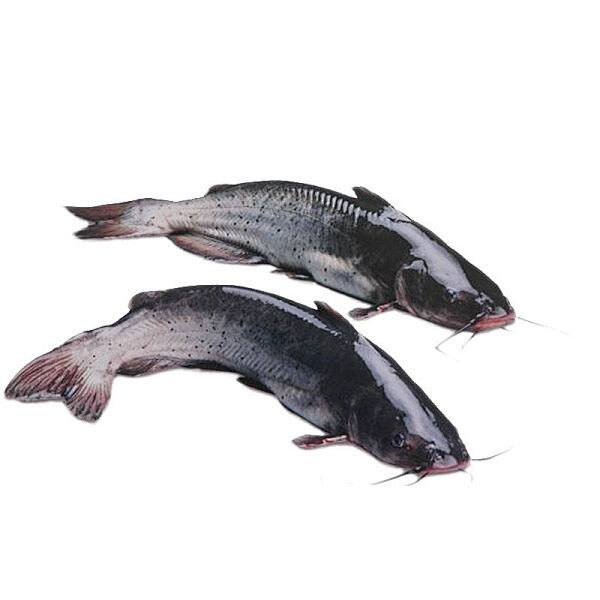 清豇鱼图片