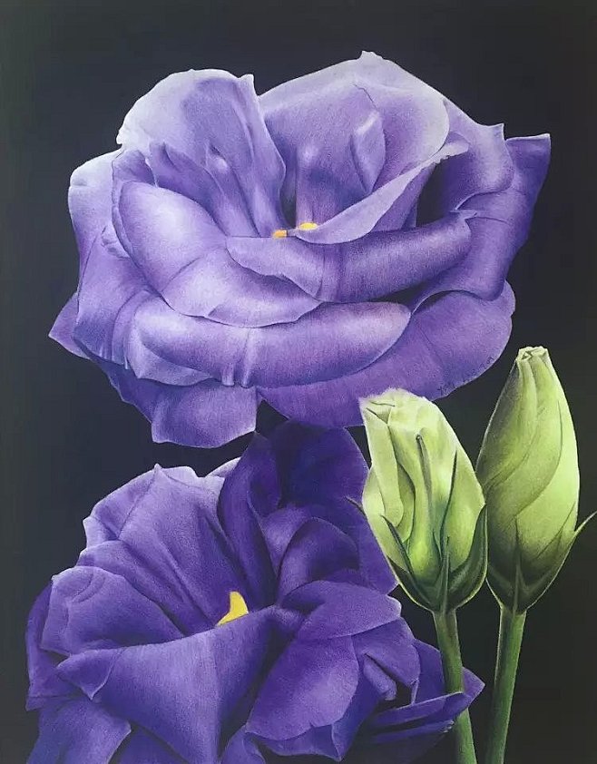 彩铅花卉
