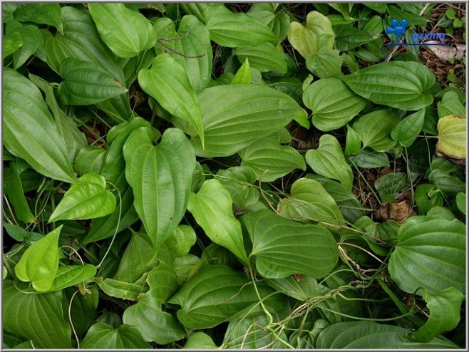 涵涵小公举从008o_o转采于2016-12-23 16:44:08百部中药材,五谷杂粮涵