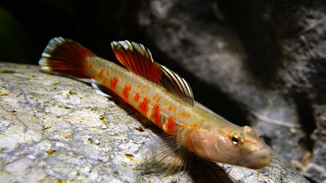 周氏吻虾虎产自广东的名角4cm