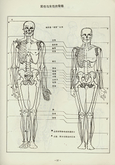 com采集酉井采集到画法41腰椎骨骼医疗透明图人体结构采集1酉井采集到