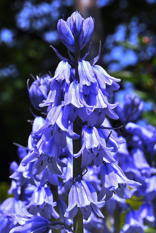 微距鲜花灬铃兰灬采集