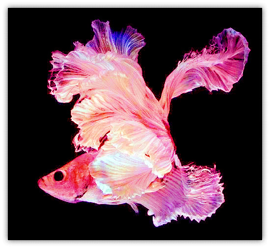 观赏鱼暹罗斗鱼