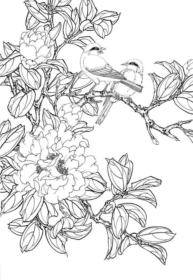 茶花工笔白描线稿上色练习