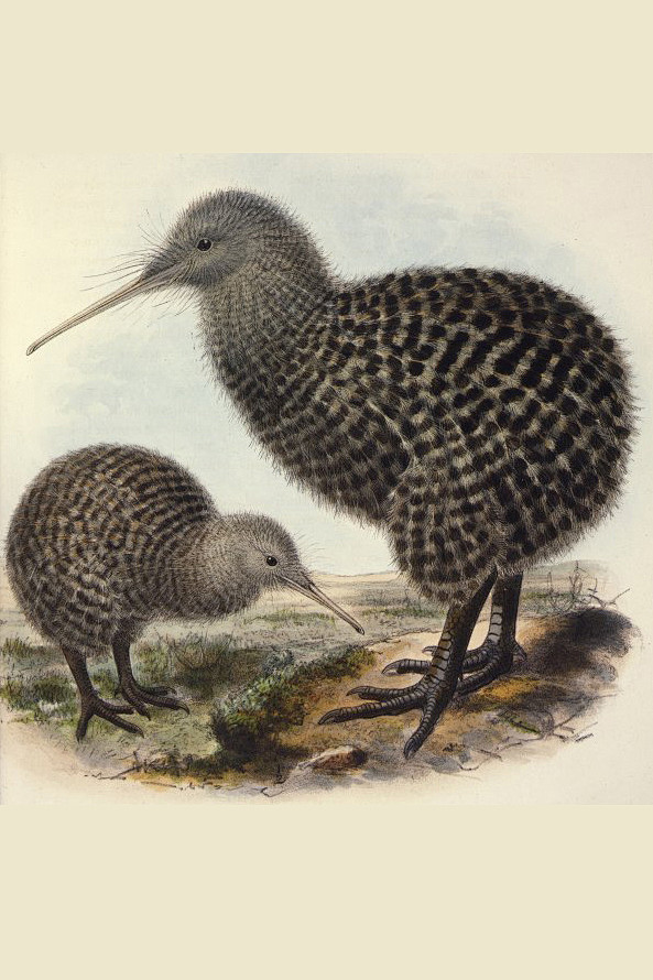 鹬鸵目鹬鸵科鹬鸵属大斑几维