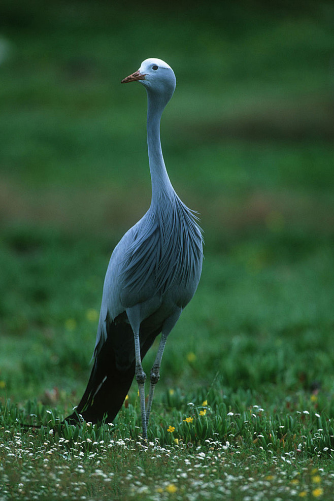 鹤形目鹤科鹤属蓝蓑羽鹤